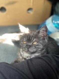 Reinrassig BKH Deckkater