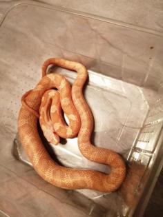 2. 0 Erdnatter pantherophis obsoletus lindheimeri