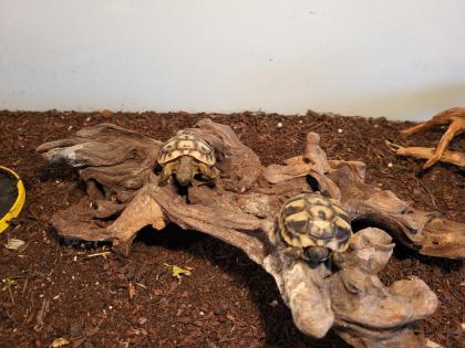 Griechische Landschildkröten Testudo hermanni