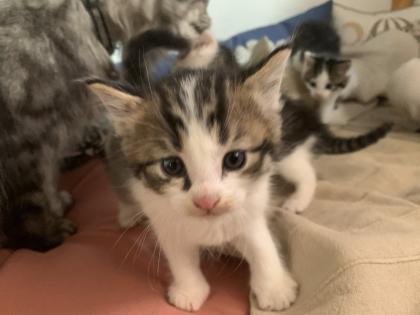 Maine Coon Kitten Mix, Katzenbabys Kätzchen