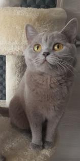 BKH Kitten Britisch Kurzhaar