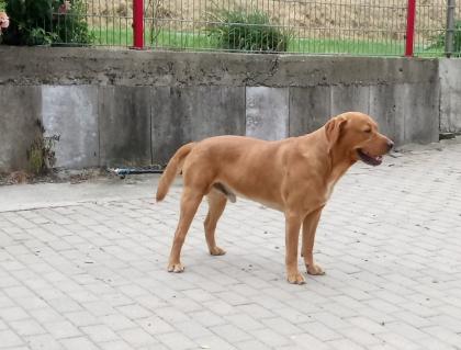 Old english bulldog-Red Fox Labrador welpen