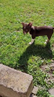 Chihuahua Welpe mit Ahnentafel