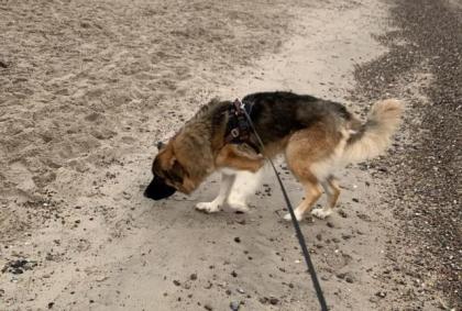 Timon. ist ein toller Hund, loyal und sehr auf seinen Menschen bezogen