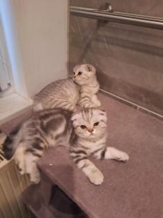Bkh Kitten