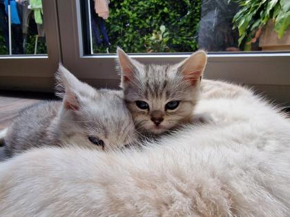 Reinrassige British Kurzhaar BKH Weiß-Grau Whiskas look