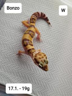 Leopardgeckos NZ 21 abzugeben