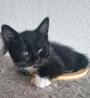 Katzenbaby 12 Wochen alt