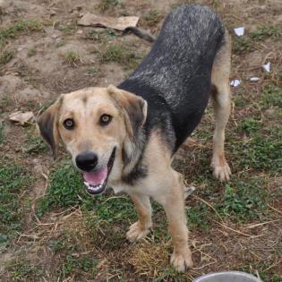 Mina / Status sucht ein Zuhause