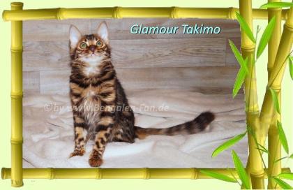 Cahsmere Bengal Kater sehr lieb pfiffig Evtl. sogar mit Zuchtfreigabe