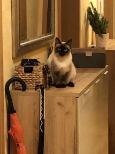 Thai Siam Deckkater gesucht