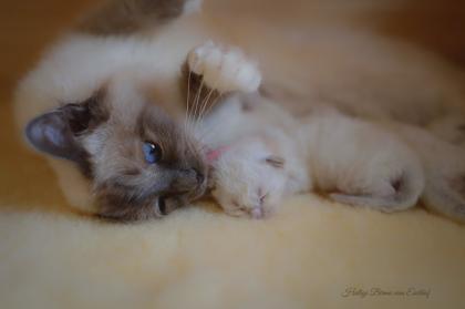 Heilige Birma Kitten mit Stammbaum