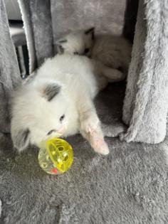 Wunderschöne Ragdoll Kitten mit Stammbaum