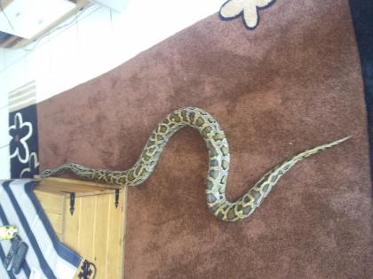 2 Tigerpython zu Verkaufen