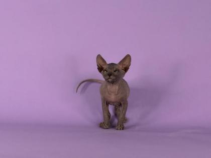 Reinrassige Sphynx Kitten Don