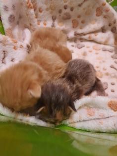 Maine Coon Kitten ab der 12 Woche