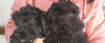 Mix Mischling Tibet Zwergpudel Welpen abgabebereit Mini Mix Pudel