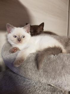 BKH Kitten Britisch Kurzhaar