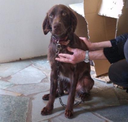 Brownie sie muss einen besonders guten Schutzengel haben
