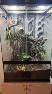 Kronenkopfgecko inkl. Terrarium Komplettset