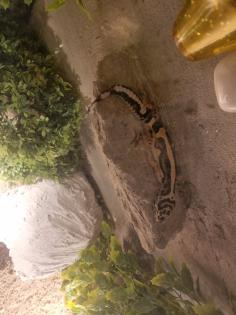 Leopardgecko männlich