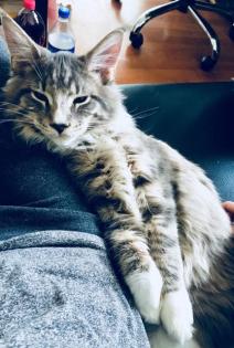 Maine Coon Deckkater Ragnar