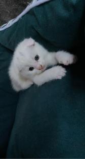 Kleiner weißer Kater sucht noch