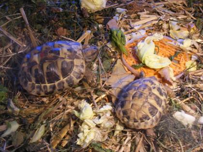 Griech. Landschildkröten Nachzucht 20/21/22