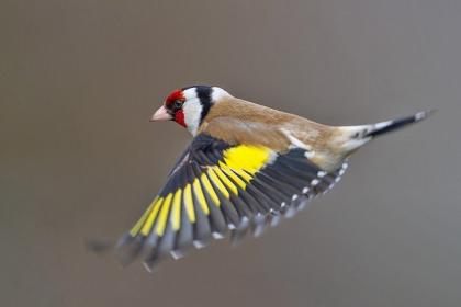 Stieglitz Major wildfarbene Jungvögel