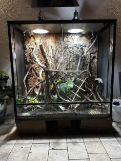 0, 5 Jahre altes Jemenchamäleon mit Terrarium zu verkaufen