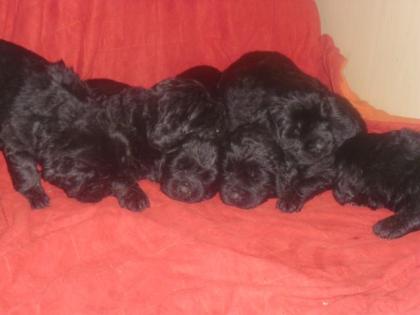 Neufundländer Babys