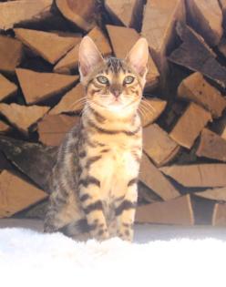 Traumhaft schön gezeichnete Bengal Kitten
