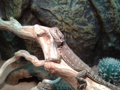 Zwergbartagame