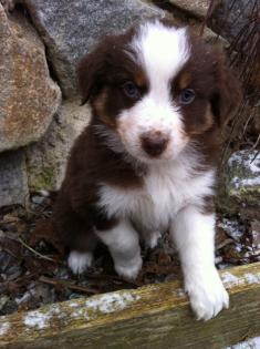 Australian Shepherd Welpen mit ASCA Papieren