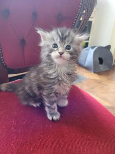 Maine Coon Kitten reinrassig