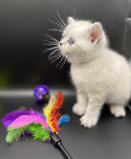 BKH-Kitten- Weibchen-Stammbaum