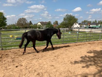 Reitbeteiligung gesucht Pferd sucht Reiter