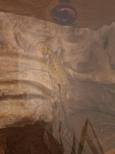 Bartagame mit Terrarium und Zubehör