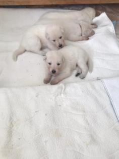 Berger Blanc Suisse langstock