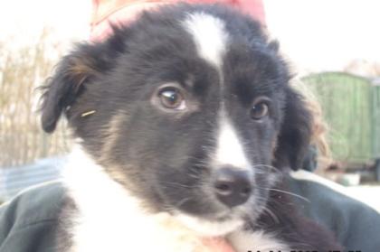 Bordercolliewelpen alter Standard