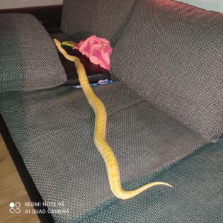 Pearl Albino het Tigerpython