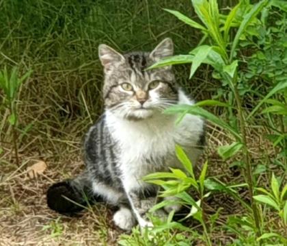 Katze KATER LUI wird gesucht/vermisst