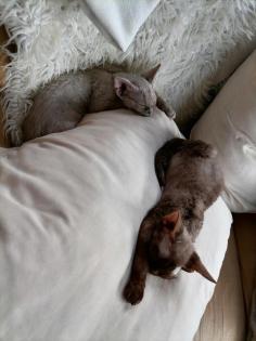 Devon Rex zum verkaufen