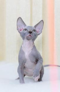 Sphynx katzen