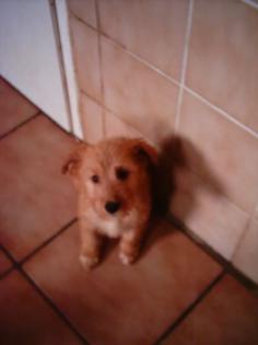 4 Hundewelpen