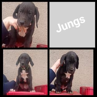 Deutsche Doggen Welpen