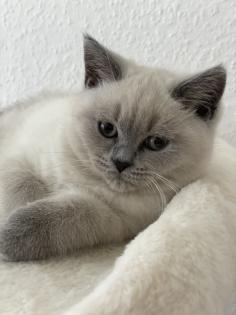 BKH British Kurzhaar reinrassig Blue Point Lilac Point