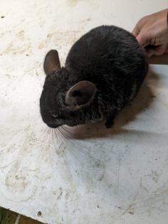 Langschwanz Chinchillas