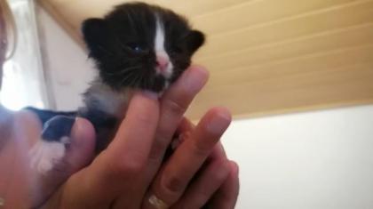 Ragdoll-Perser Kitten