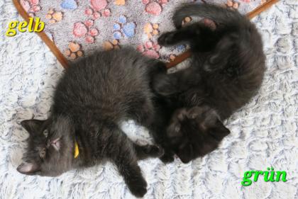 Reinrassige Britisch Kurzhaar BKH Kitten, Vater mit Stammbaum